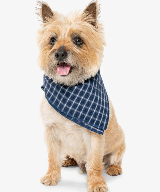 TrailDogBandana_Blue_Small00029_Gray_Web_540x_c7ce8813-1ee1-4336-94a7-5f2c447f71b2.webp