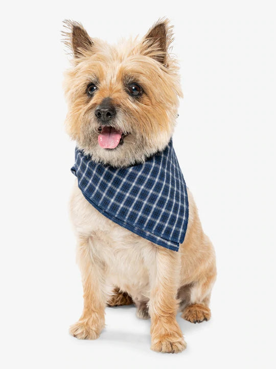 IS for Pets Trail Dog Bandana