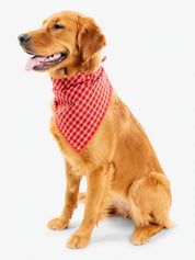 IS for Pets Trail Dog Bandana