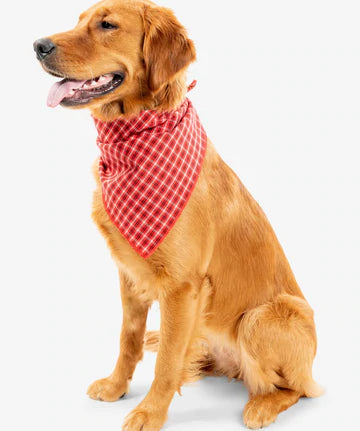IS for Pets Trail Dog Bandana