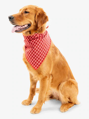 IS for Pets Trail Dog Bandana