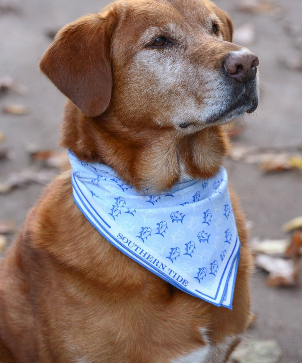southern-tide-skipjack-dog-bandana-styled-on-dog_1024x1024__89477.1607444686.jpg