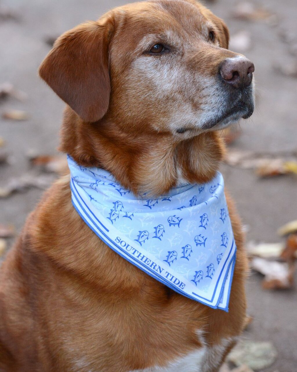 ST Skipjack Dog Bandana